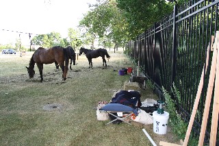 Horses and 'campaigner'